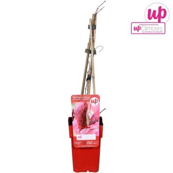 KLÄTTERVILDVIN I KRUKA 12CM 