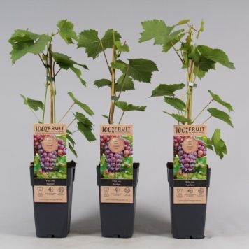 VINDRUVA SPULGA KRUKA 15CM