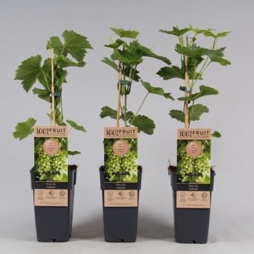 VINDRUVA SUKRIBE KRUKA 15 CM