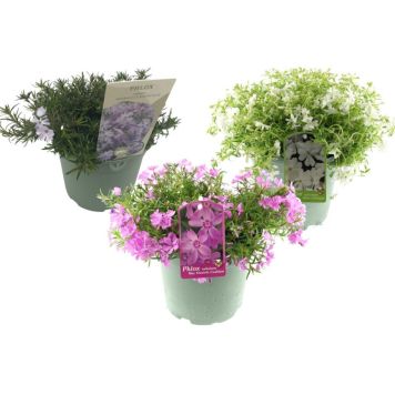 MOSSFLOX OLIKA FÄRGER KRUKA 17CM