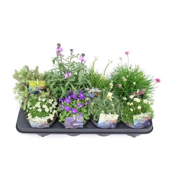 PERENNER OLIKA SORTER KRUKA 13CM