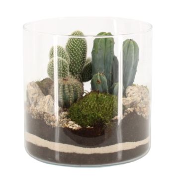 ARRANGEMANG KAKTUS 19CM