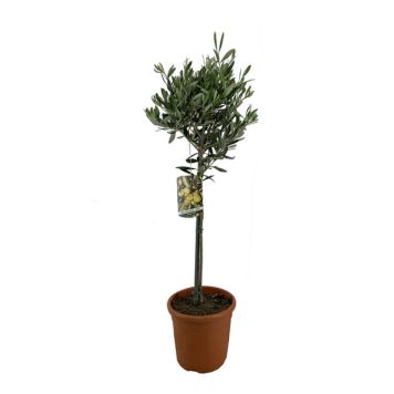 OLIVTRÄD KRUKA 21 CM