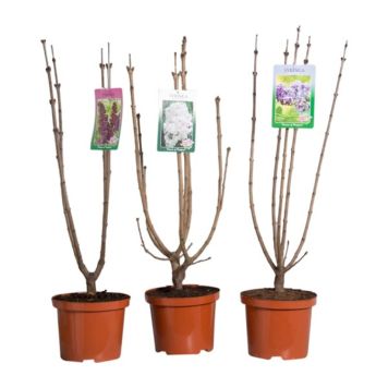 SYREN OLIKA SORTER KRUKA 23CM                            