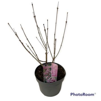 BUSKE DVÄRGSYREN 'PALIBIN' LILA KRUKA 19CM