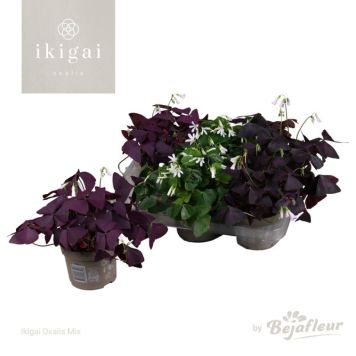 TRIANGELOXALIS KRUKA 12CM