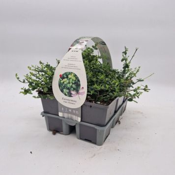 KLÄTTERVÄXTBENVED 'EUONYMUS' 6-PACK