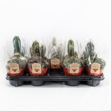 KAKTUS OLIKA SORTER KRUKA 10,5CM