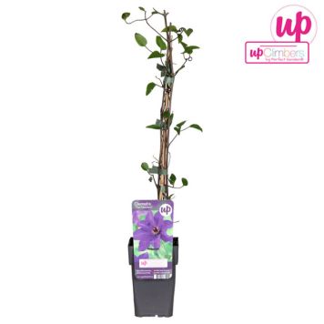 KLEMATIS THE PRESIDENT I KRUKA 12CM 