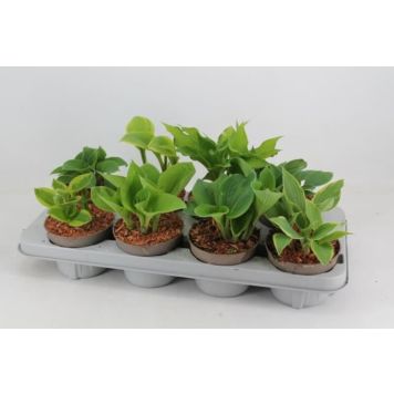 HOSTA MIX OLIKA SORTER KRUKA 12CM       