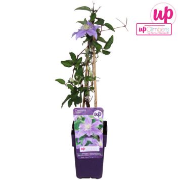 KLEMATIS JUSTA I KRUKA 12CM