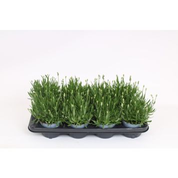 LAVENDEL EDELWEISS KRUKA 12CM