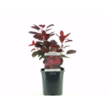 PERUKBUSKE *ROYAL PURPLE' KRUKA 17CM RÖD