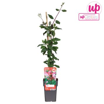 VILDKAPRIFOL SEROTINA I KRUKA 12CM