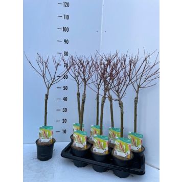 EUKALYPTUSTRÄD HAKURO NISHIKI KRUKA 14CM