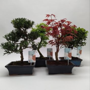 BONSAI KRUKA 15CM