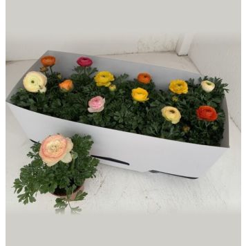 RANUNKEL OLIKA FÄRGER KRUKA 10,5CM