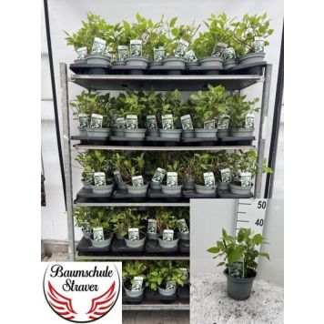 VIDJEHORTENSIA ANNABELLE KRUKA 17CM                     