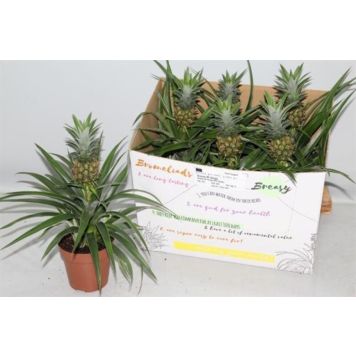 ANANASPLANTA MI AMIGO 12CM