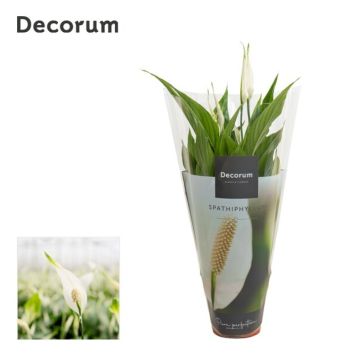 FREDSKALLA KRUKA 12CM