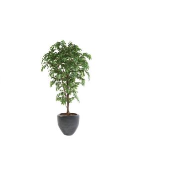 KONSTVÄXT FICUS I KRUKA 140CM