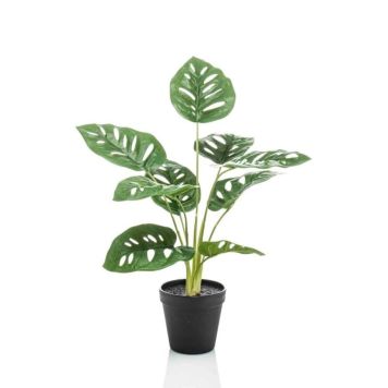 MONSTERA EMERLAD PLANTA 43CM                               