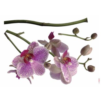 VÄGGDEKAL KOMAR ORCHIDEE