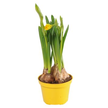 MINIPÅSKLILJA PÅSKLILJA TETE A TETE 9CM