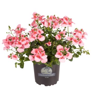 TVILLINGSPORRE ROSA KRUKA 11CM