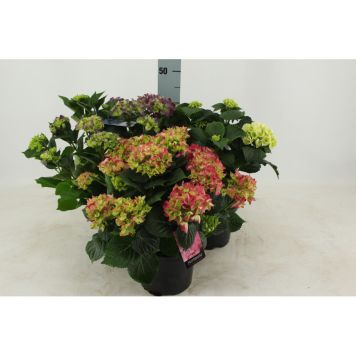 HORTENSIA OLIKA FÄRGER 19CM 