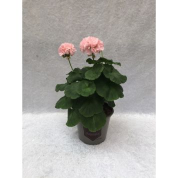 PELARGON MÅRBACKA KRUKA 14CM