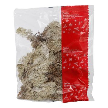 ADVENTSDEKORATION FÖNSTERLAV 100G NATUR