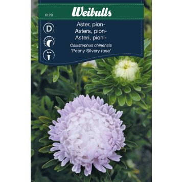 BLOMFRÖ WEIBULLS ASTER PION SILVERY ROSE