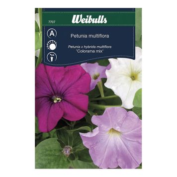 BLOMFRÖ WEIBULLS PETUNIA COLORAMA MIX