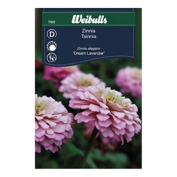 BLOMFRÖ WEIBULLS ZINNIA DREAM LAVENDER