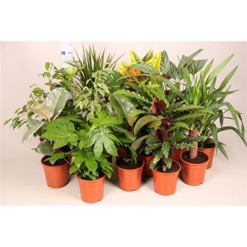 GRÖNA VÄXTER OLIKA SORTER KRUKA 9CM