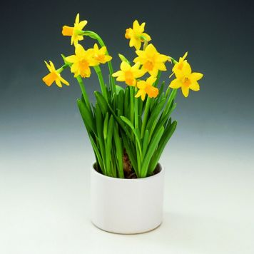 PÅSKLILJA KRUKA 13CM