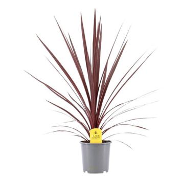 SYDDRACENA RED STAR 24CM