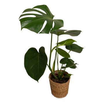 MONSTERA KRUKA 14CM