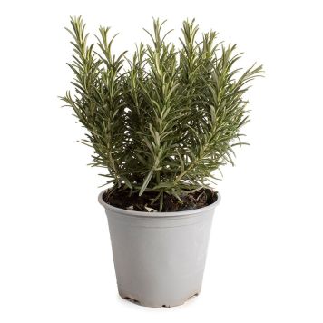 ROSMARIN 14CM