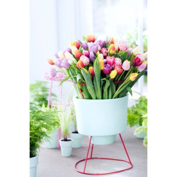 TULPANER SNITT 7-PACK