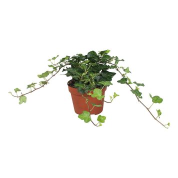 MURGRÖNA 'WONDER' 13CM