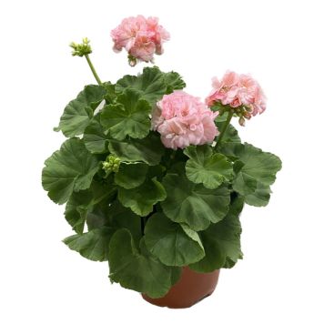 PELARGON MÅRBACKA 19CM