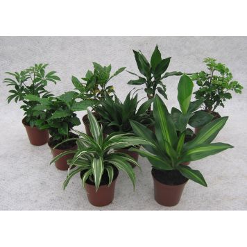 GRÖNA VÄXTER 20-30CM