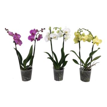 ORKIDÉ KRUKA 12CM 