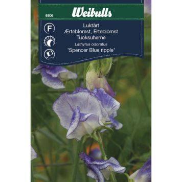 BLOMFRÖ WEIBULLS LUKTÄRT BLUE RIPPLE 