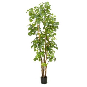 KONSTVÄXT EMERALD POLYSCIAS TRÄD 195CM
