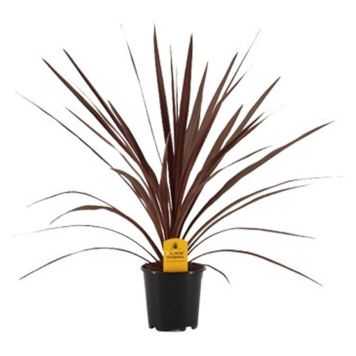 SYDDRACENA RED STAR 13CM