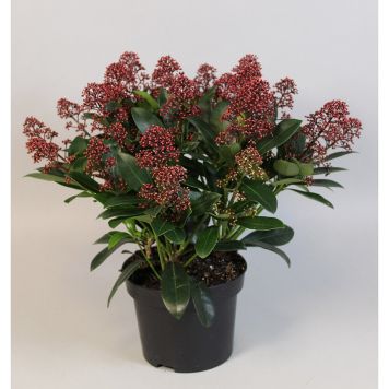 VINTERBÄR RUBELLA 17CM