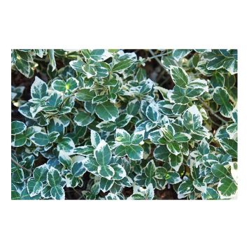 HÄCK KLÄTTERBENVED CO 15-30CM 10-PACK  